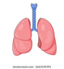Ilustração vetorial anatômica dos pulmões humanos, traqueia e brônquios. Adequado para materiais educacionais, aplicativos de saúde e publicações médicas com foco no sistema respiratório