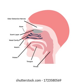 anatomical vector of the respiratory tract in humans