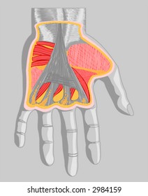 Anatomical View of the Palm