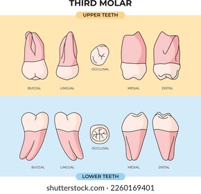 Anatomical view of the upper and lower teeth of the Third Molar in various angles and explanations