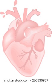 Anatomically Accurate Heart Vector Stock Vector (Royalty Free ...