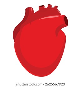 Corazón humano anatómicamente preciso, órgano esencial que sostiene la vida al hacer circular la sangre por todo el cuerpo