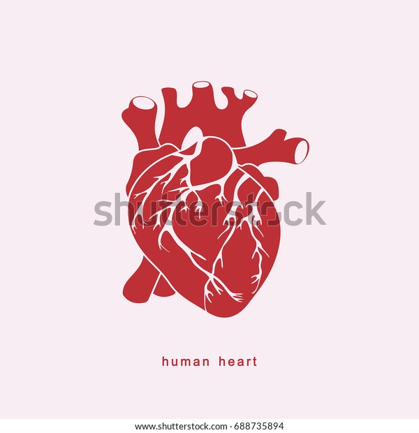 Anatomically Accurate Human Heart Vector Illustration Stock Vector ...