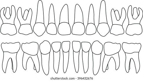 Anatomically correct baby teeth