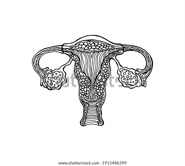 Anatomically Correct Drawn Female Genitals Uterus Vagina Eggs And Endometrium Illustration 