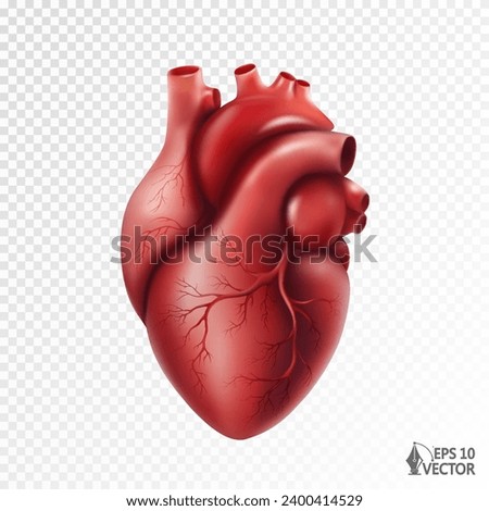 Anatomically correct human heart with venous system, realistic vector model. 3D illustration for medical applications, educational sites, websites