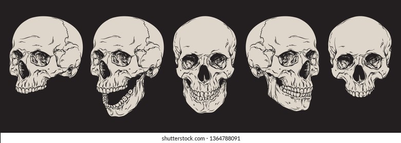 Anatomically correct human skulls set isolated. Hand drawn line art vector illustration.