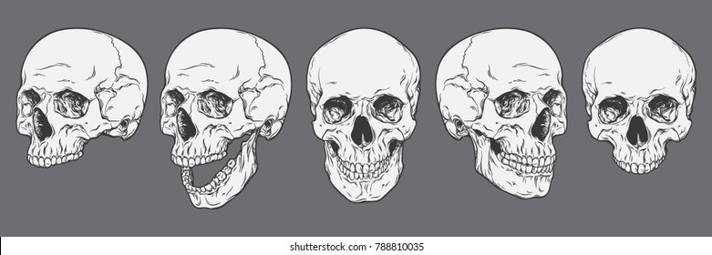 Анатомически правильные человеческие черепа установлены изолированы. Ручная рисованная линия векторная иллюстрация.