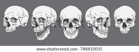 Anatomically correct human skulls set isolated. Hand drawn line art vector illustration.
