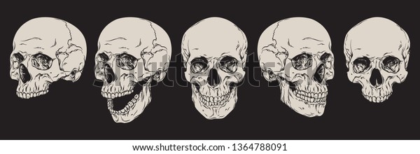 解剖学的に人間の頭蓋骨セットを分離して修正します 手描きの線画のベクターイラスト のベクター画像素材 ロイヤリティフリー