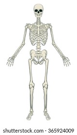 An anatomically correct medical educational illustration of a human skeleton