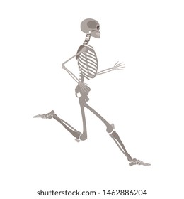 Anatomically correct skeleton running flat vector illustration isolated on white background. Halloween party or medical design template showing human bones in motion.