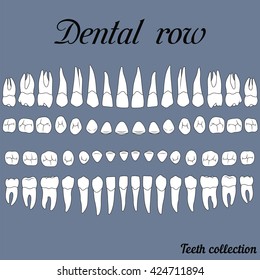 anatomically correct teeth - incisor, cuspid, premolar, molar upper and lower jaw front and top views in vector on white