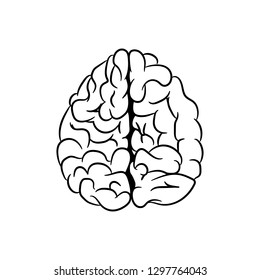 Anatomically correctly outline of human brains. The picture for textbooks with anatomy.  vector illustration of human brain on white background. 