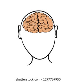 Anatomically correctly outline of human brains. The picture for textbooks with anatomy.  vector illustration of human brain on white background. The contour of the human head and brain