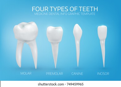 9,619 Type teeth Images, Stock Photos & Vectors | Shutterstock