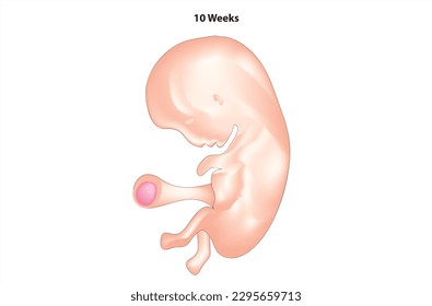 Anatomy of 10 weeks fetus