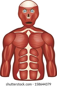 Anatomy