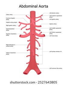 Anatomia dos ramos da aorta abdominal