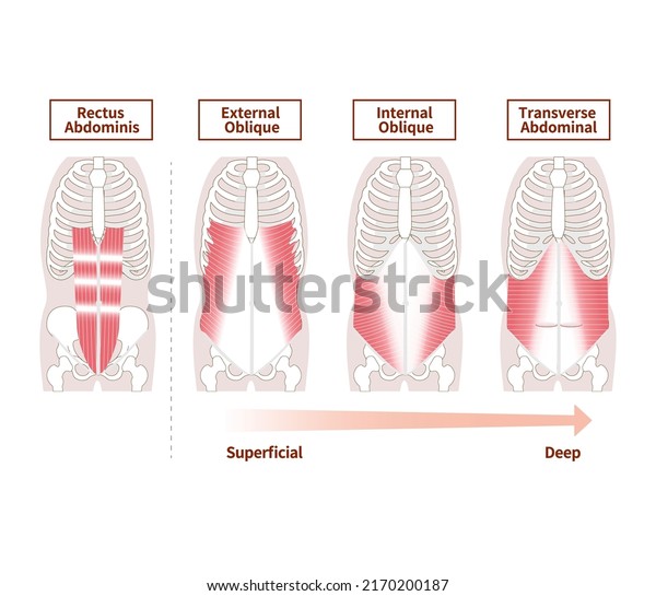 Anatomy of the abdominal muscle group muscle\
illustration set