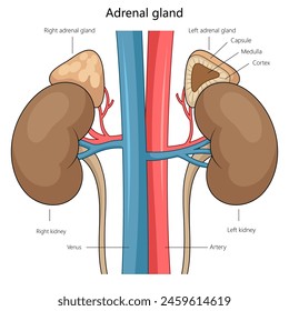 anatomy of the adrenal glands atop the kidneys, highlighting the medulla, cortex, and vascular connections diagram hand drawn schematic vector illustration. Medical science educational illustration