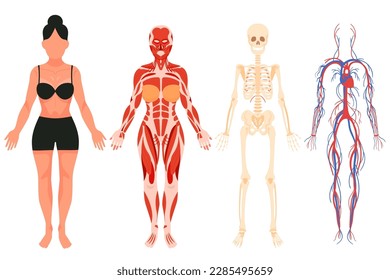 Anatomía de mujeres adultas con iconos planos. Ciencia sobre cuerpo humano, vena y sistema nervioso, músculo y huesos. Calavera, esqueleto de pelvis, columna vertebral y pecho. Ilustraciones aisladas de color