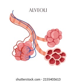 Anatomy alveoli. The air space in the lungs through which oxygen and carbon dioxide are exchanged. Vector illustration