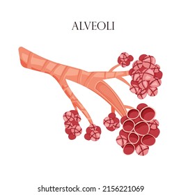 Anatomy alveoli. The air space in the lungs through which oxygen and carbon dioxide are exchanged. Vector illustration