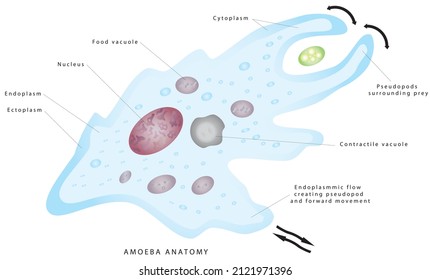 Anatomy of an amoeba. Amoeba, cell anatomy of a unicellular organism, labeling the cell structures with nucleus, endoplasm, ectoplasm, membrane, contractile vacuole, food and water vacuoles.