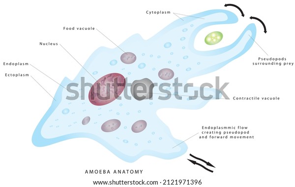 Anatomy of an amoeba. Amoeba, cell anatomy of a\
unicellular organism, labeling the cell structures with nucleus,\
endoplasm, ectoplasm, membrane, contractile vacuole, food and water\
vacuoles.