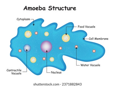 Anatomy of a Amoeba Structure.