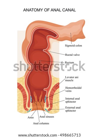 Anatomy of anal canal