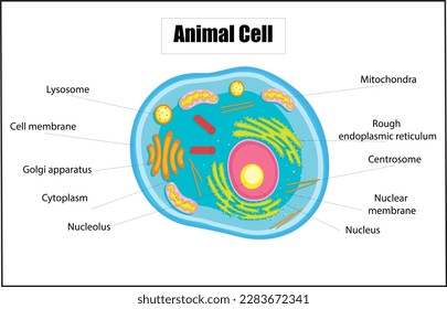 the anatomy of an animal cell