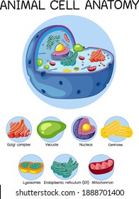 Anatomy of animal cell (Biology Diagram) illustration