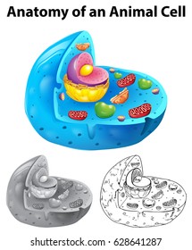 Anatomy of animal cell in three different drawing styles illustration