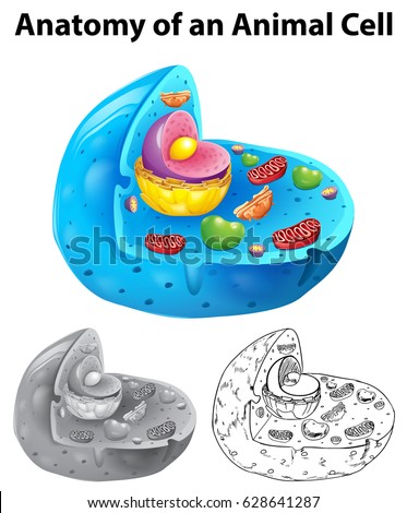 Anatomy of animal cell in three different drawing styles illustration