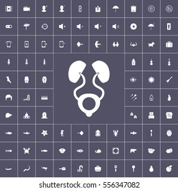 anatomy, animals, web and other icons pack