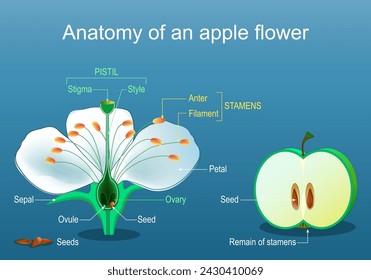 Anatomy of apple flower. Parts of Flower and fruit. Fruit development. Flat Vector illustration