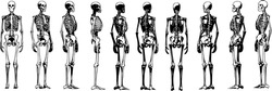 The Anatomy Of Art: Celebrating The Human Skeleton In Creative Sketches And Silhouettes" Silhouette Set Of Human Skeleton Rendered From Different Angle, 