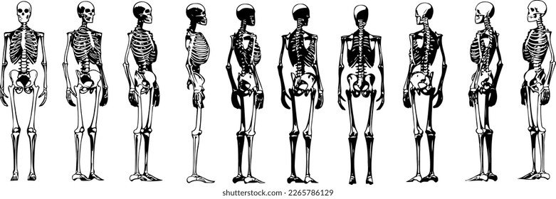 The Anatomy of Art: Celebrating the Human Skeleton in Creative Sketches and Silhouettes" Silhouette set of human skeleton rendered from different angle, 