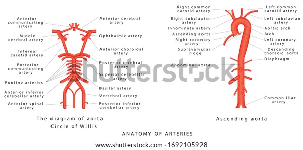 Anatomy of arteries. The diagram of aorta.\
Internal carotid, Vertebrobasilar systems and circle of Willis.\
Abdominal Vascular Anatomy. Abdominal Vasculature. Structure of the\
Aorta. The Aorta and its\
