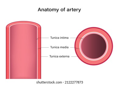 Anatomy Of Artery Longitudinal And Cross Section.