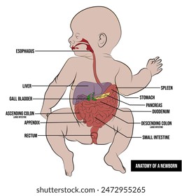 Anatomy of a baby. Anatomical characteristics.