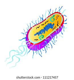 Anatomy of a bacterial cell