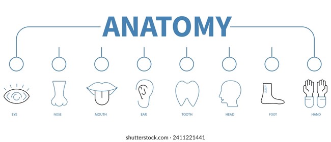Anatomía banner icono web concepto de ilustración vectorial