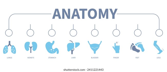 Anatomía banner icono web concepto de ilustración vectorial