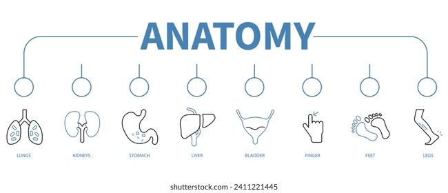 Anatomía banner icono web concepto de ilustración vectorial