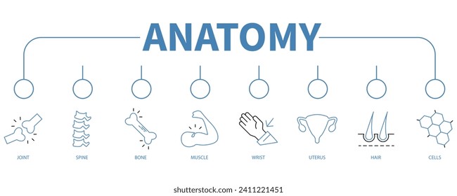 Anatomía banner icono web concepto de ilustración vectorial
