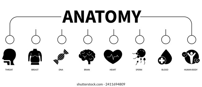 Anatomía banner icono web concepto de ilustración vectorial