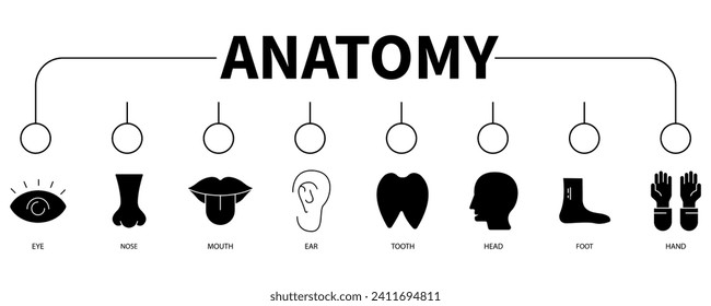 Anatomy banner web icon vector illustration concept